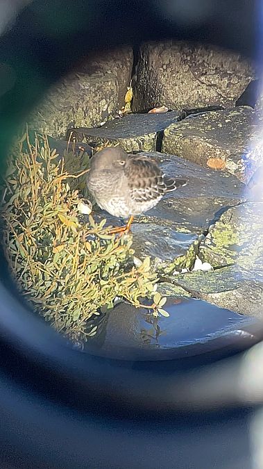 Meerstrandläufer  - Anna Freißler