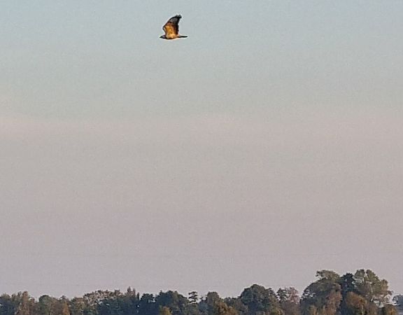 Kornweihe  - Hendrik Petersen