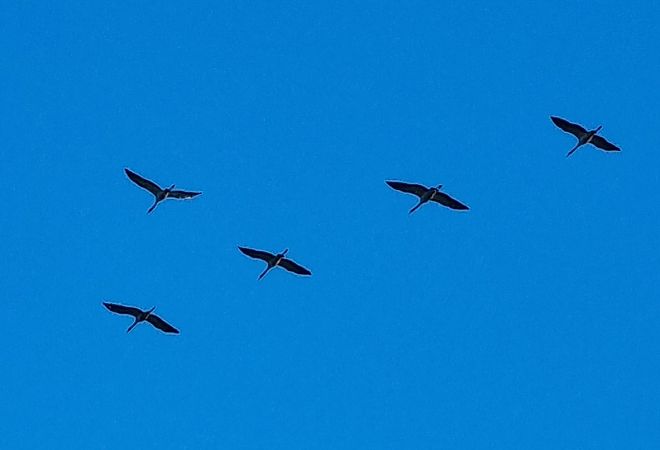 Kranich  - Hendrik Petersen