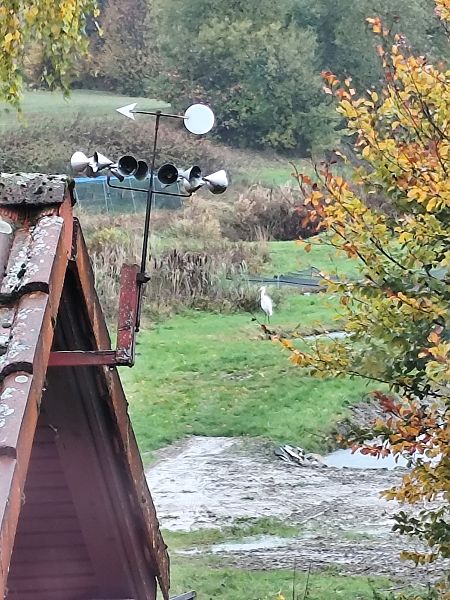 Silberreiher  - Christian Roßner