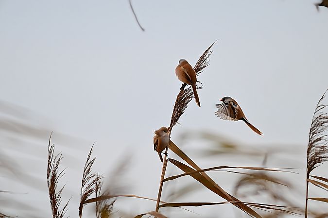Bartmeise  - Kirstin Dekarski