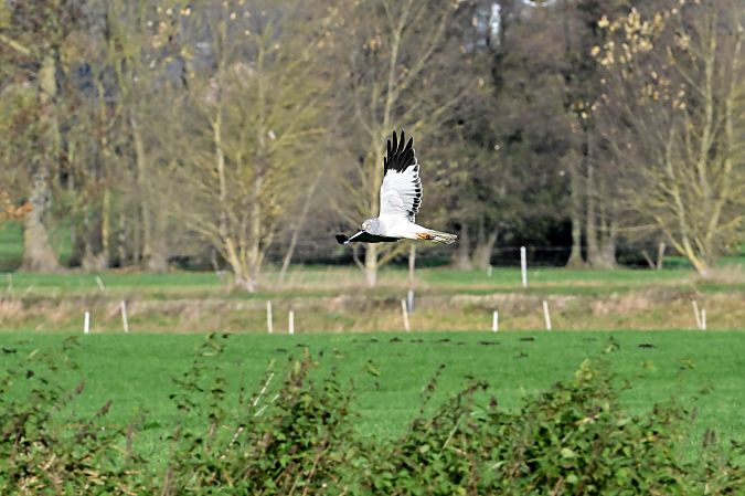 Kornweihe  - Kirstin Dekarski