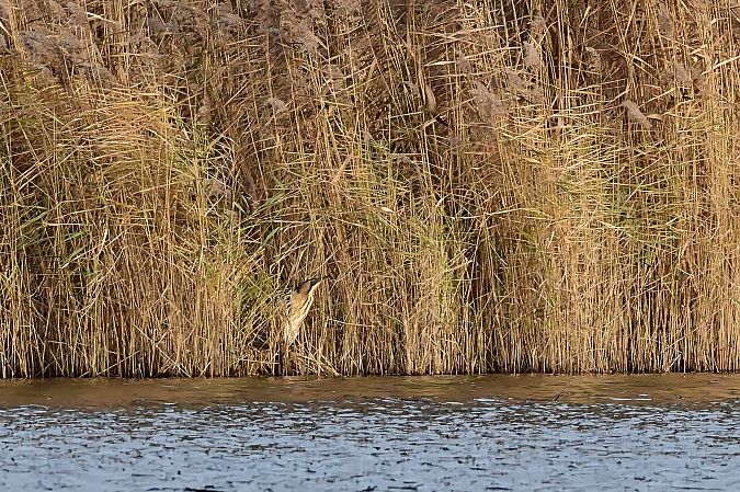 Rohrdommel  - Kirstin Dekarski