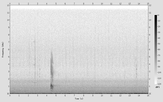 Rohrdommel  - Uwe Schürkamp