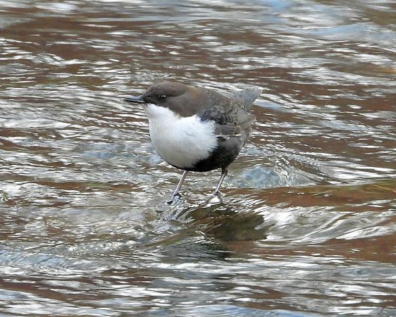 Wasseramsel (ssp. cinclus)  - Bernd Klare