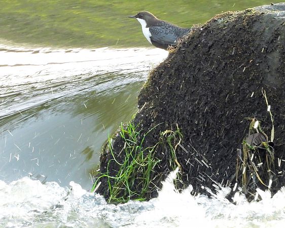 Wasseramsel (ssp. cinclus)  - Bernd Klare