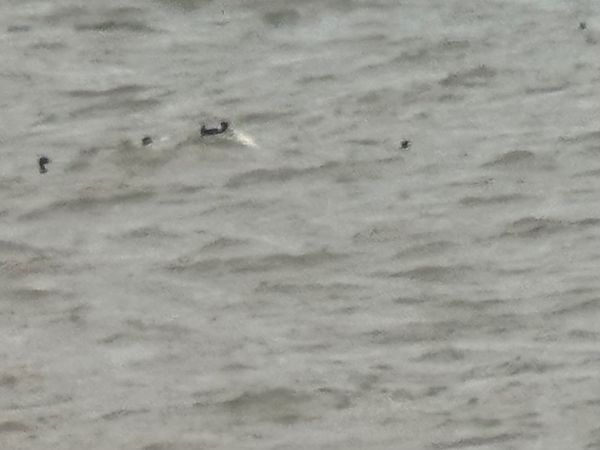 Brillenente  - Sven Portig