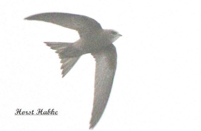 Fahlsegler  - Horst Habke