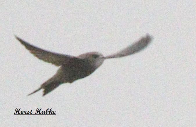 Fahlsegler  - Horst Habke