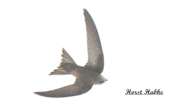 Fahlsegler  - Horst Habke