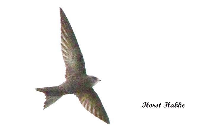 Fahlsegler  - Horst Habke