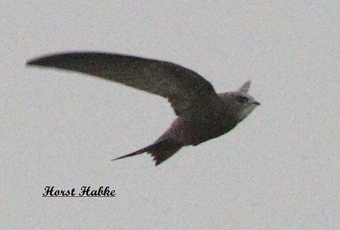 Fahlsegler  - Horst Habke