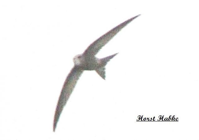 Fahlsegler  - Horst Habke