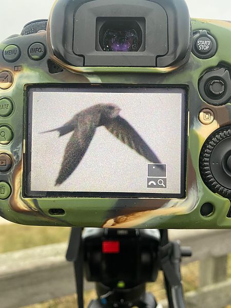 Fahlsegler  - Horst Habke