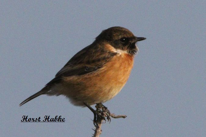 Schwarzkehlchen  - Horst Habke