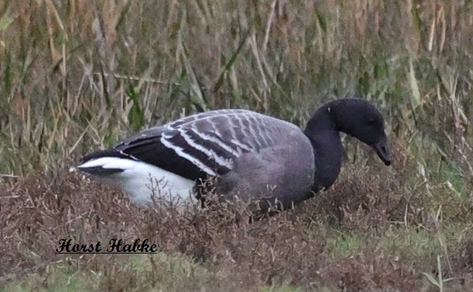 Ringelgans (ssp. hrota), Hellbäuchige  - Horst Habke