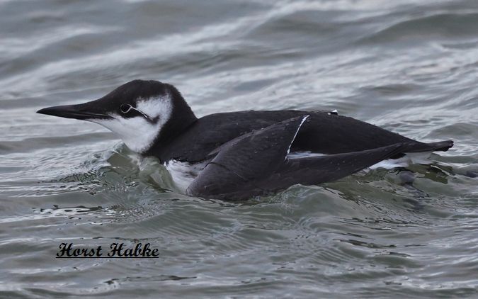 Trottellumme  - Horst Habke