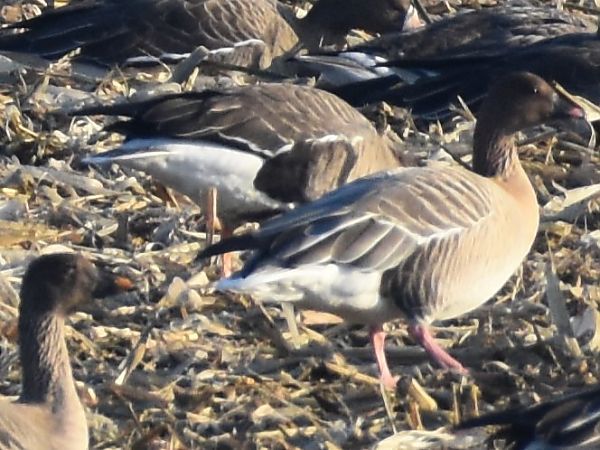 Kurzschnabelgans  - Mathias Hans Vieth