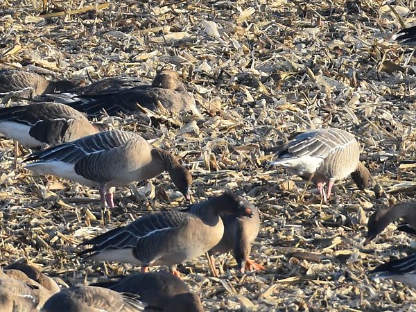 Kurzschnabelgans  - Mathias Hans Vieth