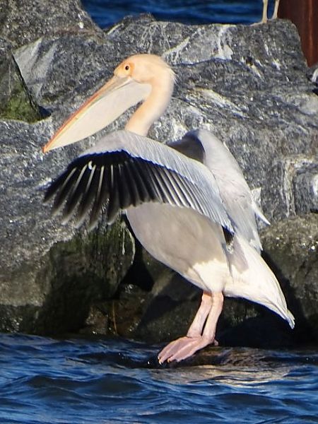 Rosapelikan  - Hans Wirth