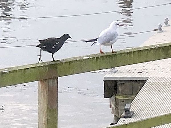 Teichhuhn  - Hans Wirth