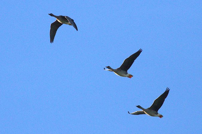 Tundrasaatgans  - Balduin Fischer