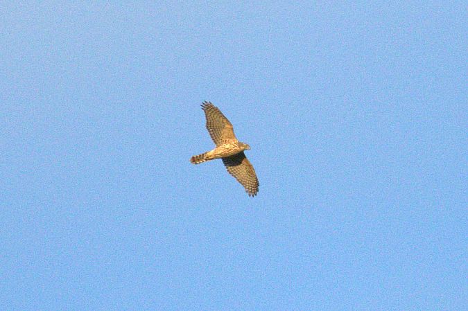 Habicht  - Balduin Fischer