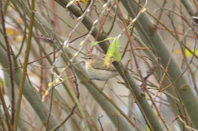 Zilpzalp (ssp. tristis), Taigazilpzalp  - Balduin Fischer