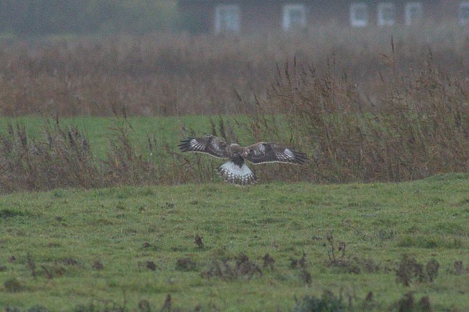 Raufußbussard  - Balduin Fischer