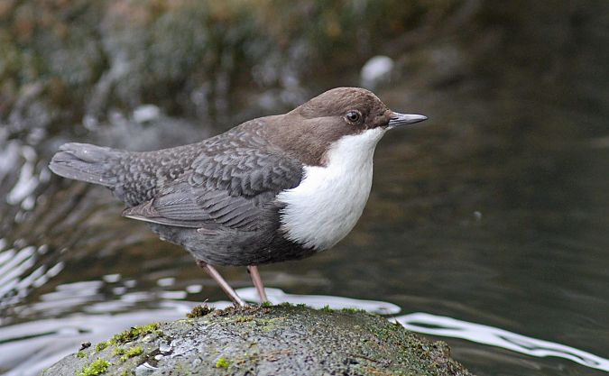 Wasseramsel  - Michael Tetzlaff