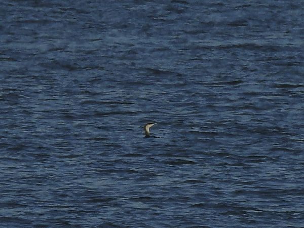 Sterntaucher  - Werner Jansen