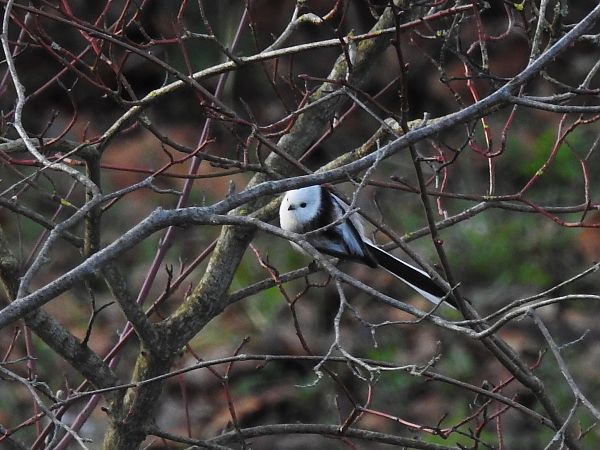 Schwanzmeise (ssp. caudatus)  - Werner Jansen