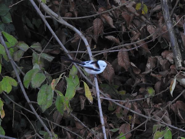 Schwanzmeise (ssp. caudatus)  - Werner Jansen