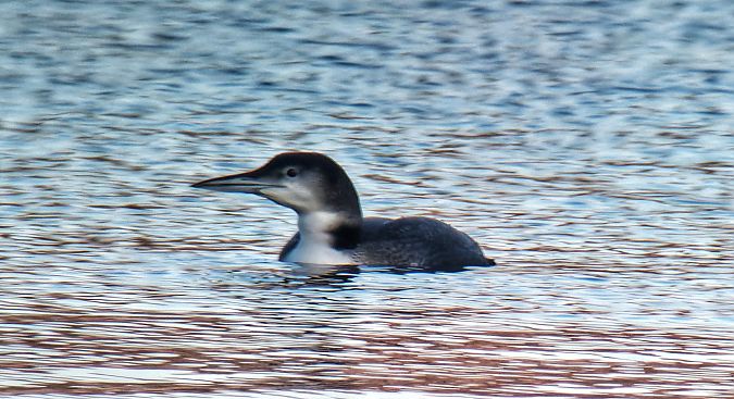Eistaucher  - Bastian Fuchs