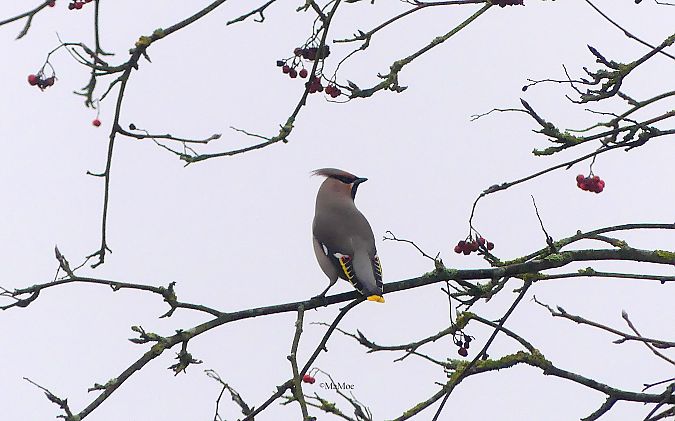 Seidenschwanz  - Martina Möllenkamp
