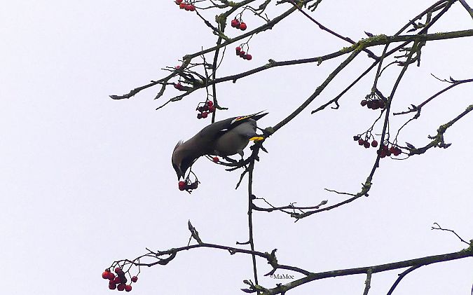 Seidenschwanz  - Martina Möllenkamp