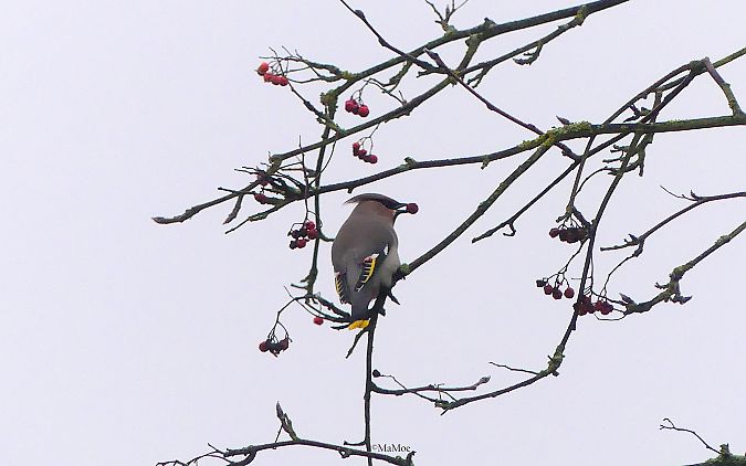 Seidenschwanz  - Martina Möllenkamp