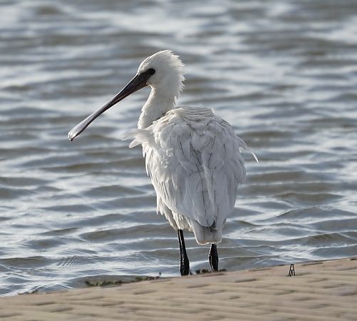Löffler  - Bärbel Nannen