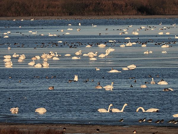 Zwergschwan  - Bernd Hälterlein
