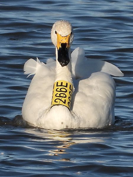 Zwergschwan  - Bernd Hälterlein