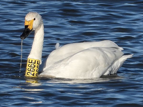 Zwergschwan  - Bernd Hälterlein