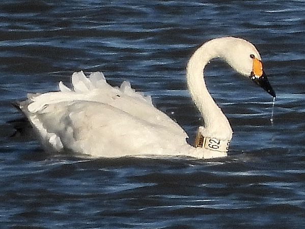Zwergschwan  - Bernd Hälterlein