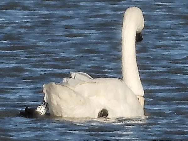 Zwergschwan  - Bernd Hälterlein
