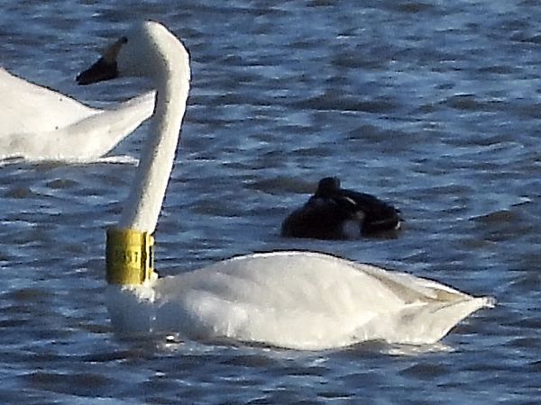 Zwergschwan  - Bernd Hälterlein