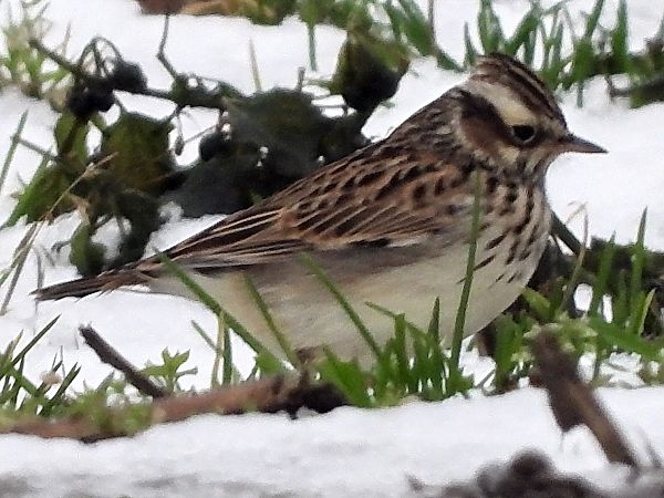 Heidelerche  - Bernd Hälterlein