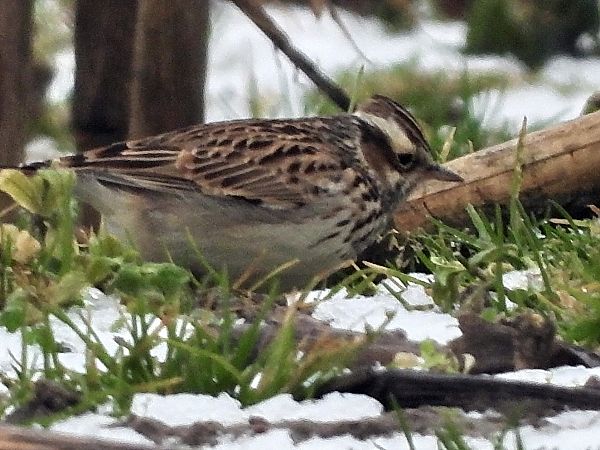 Heidelerche  - Bernd Hälterlein