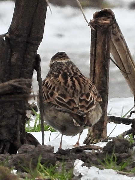 Heidelerche  - Bernd Hälterlein
