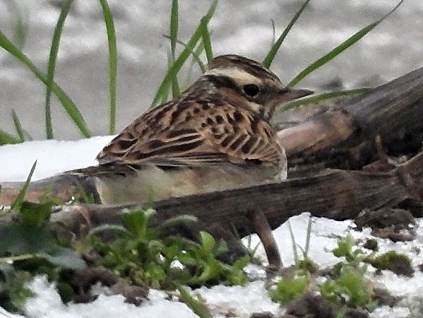 Heidelerche  - Bernd Hälterlein