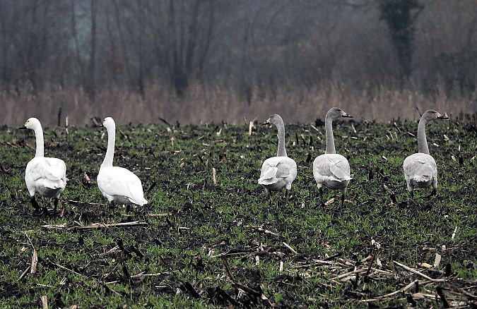 Zwergschwan  - Bernd Hälterlein