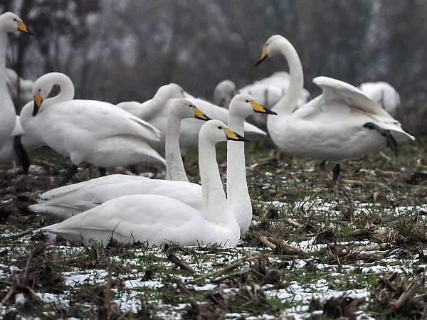 Singschwan  - Bernd Hälterlein